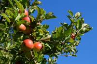EM-gepflegter Apfelbaum
