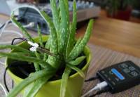 Aloe-Vera-Pflanze beim Musizieren