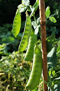 Zuckerschoten Zuckerschoten